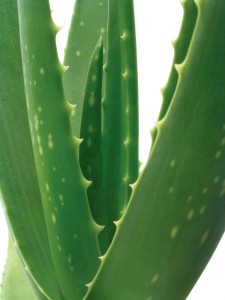 Aloe Vera - Αλόη Βέρα